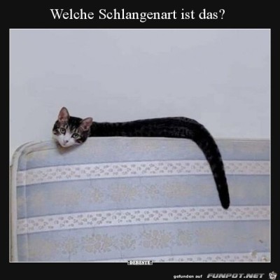 Welche-Schlangenart-ist-das-?.jpg von Sia