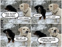 Hundeunterhaltung �ber Alter und Geduld