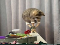 Katzenyoga f�r Balanceprofis