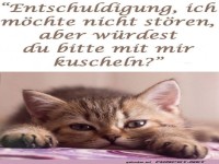 Katze will kuscheln