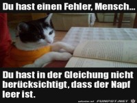 Katze - mein Napf ist leer