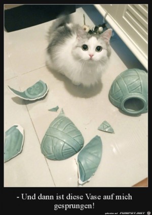Dieser-Katze-kann-man-nicht-böse-sein.jpg auf www.funpot.net