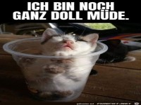 M�de Katze