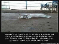 Katze am�siert sich