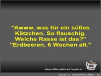 Awww, was f�r ein s��es K�tzchen