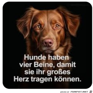 herz-Bild: Hunde