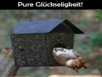 Eichhörnchen genießt die Vogelhaus-Auszeit