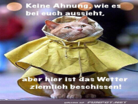 Regenmantel-Modenschau mit Miau-Faktor