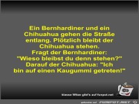 Ein Bernhardiner und ein Chihuahua gehen die Straße entlang