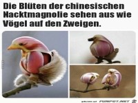 Blten die wie Vgel aussehen