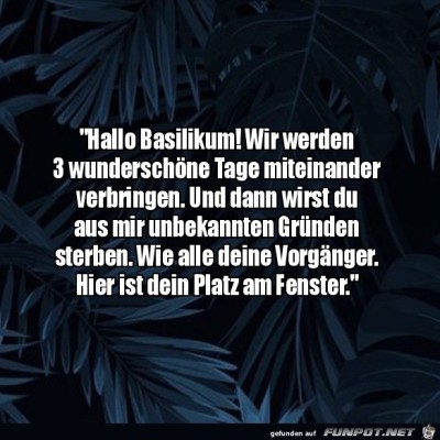 Typisch-Basilikum.jpg von Pina