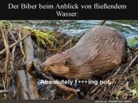Der Biber und seine harte Arbeit am Fluss