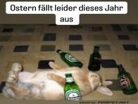 Kater-Hase: Ostern abgesagt!
