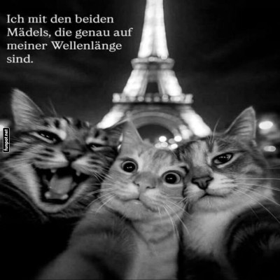Katzenselfie-vor-dem-Eiffelturm.jpg von Leona