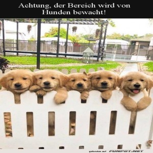 Niedliche-Hunde-bewachen-den-Garten.jpg von Annelie-68