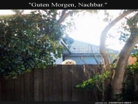 Der neugierige Nachbar auf vier Pfoten