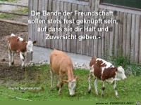 Die Bande der Freundschaft