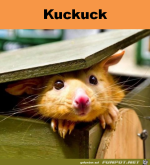 Kuckuck.png auf www.funpot.net