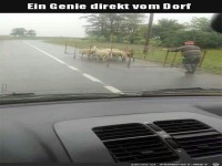 Ein Genie