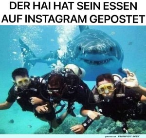 fun-Bild: Der Hai