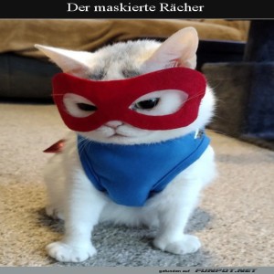 fun-Bild: Maskierte Katze