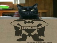 Superkatze im Einsatz!