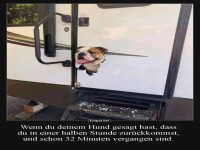 Geduldiger Hund im Camper