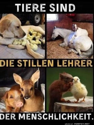 Tiere.jpg auf www.funpot.net