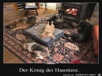 K�nig der Haustiere