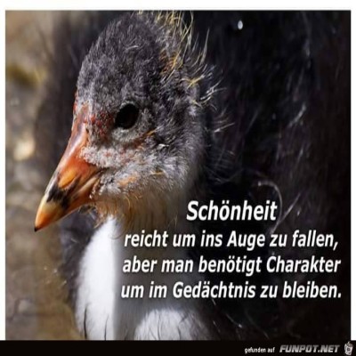 Schoenheit.jpg von Floh