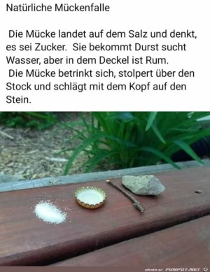 Natürliche-Mückenfalle.jpg auf www.funpot.net