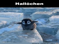 Hall�chen