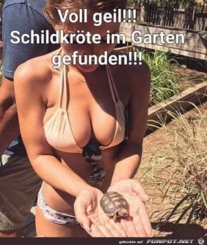 Wen-interessiert-die-Schildkröte.jpg auf www.funpot.net