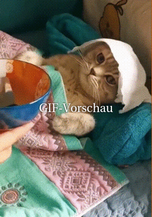 Krankes Kätzchen füttern