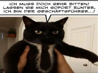 Kater besteht auf Respekt