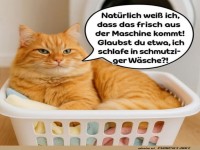 Katzenw�sche Deluxe: Nur vom Feinsten!