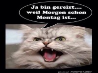 Katzens Montagsschreck: Die Wahrheit tut weh!