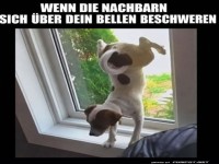 Hundelogik: Fenster-Yoga als Antwort!