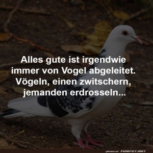 Vögel:-Meister-der-Wortspiele!.jpg von Schwesterchen