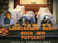 Geisterhunde auf Leckerchen-Jagd