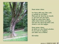 Baum meines Lebens