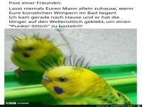 Punker Sittich