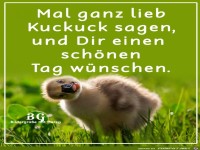 Mal ganz lieb Kuckuck sagen