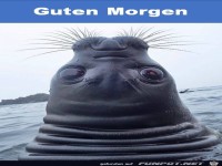 Guten Morgen