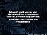 Hummeln sind sch�ner