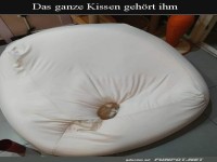 Kleiner Hund auf gro�em Kissen entdeckt