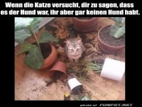 Katze macht Chaos und gibt Hund die Schuld