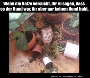 fun-Bild: Katze macht Chaos und gibt Hund die Schuld