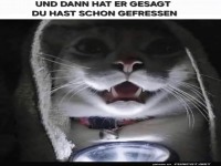 Wenn die Katze den Gruselmeister spielt