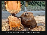 Biber-Arbeitsstolz: Die Kunst des Nages!